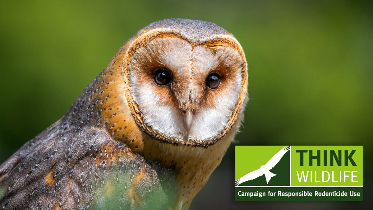 CRRU barn owl rodenticide report