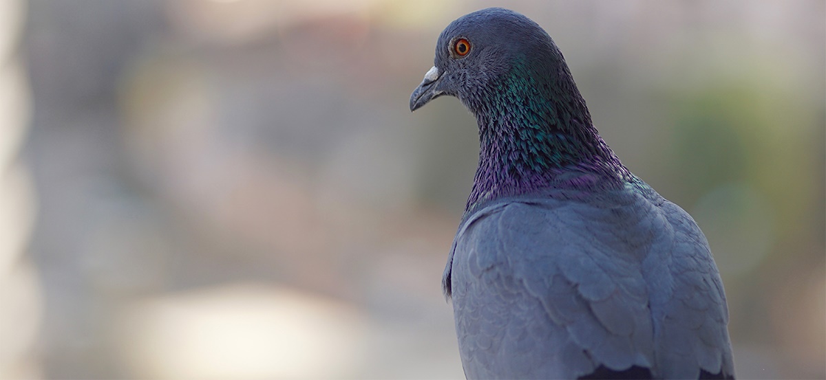 BPCA lobby Natural England on delay in securing bird licences