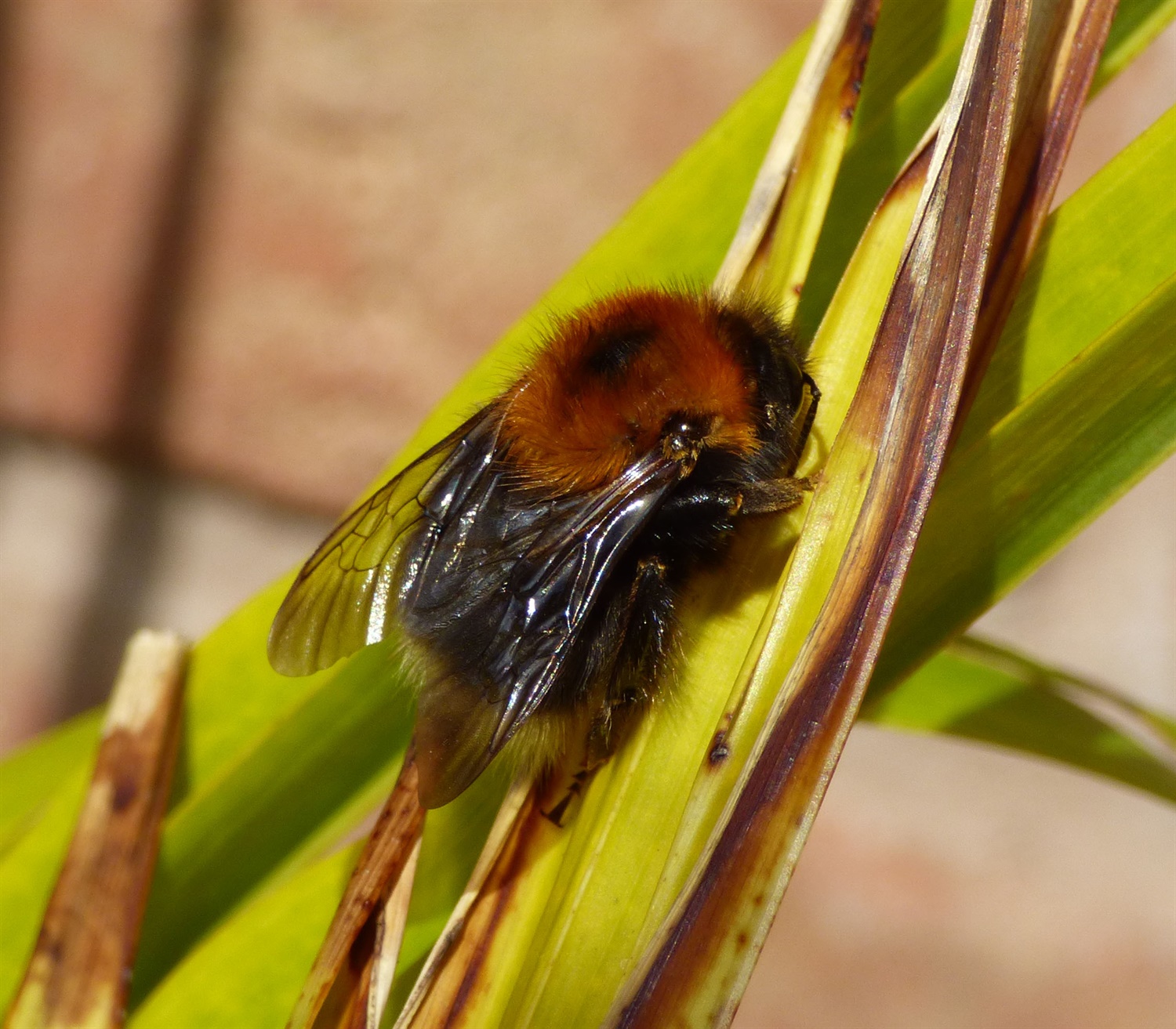 Tree Bee, Bombus hypnorum. Credit: Gailhampshire