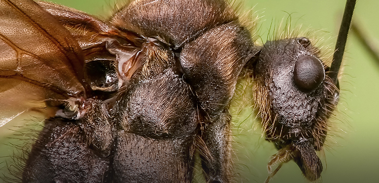 Insect Control Articles Pest Control News Ppc Online
