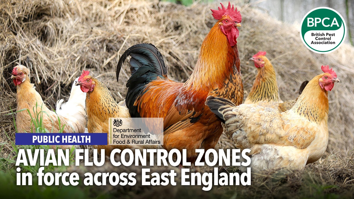 Avian flu control zones in force across East England