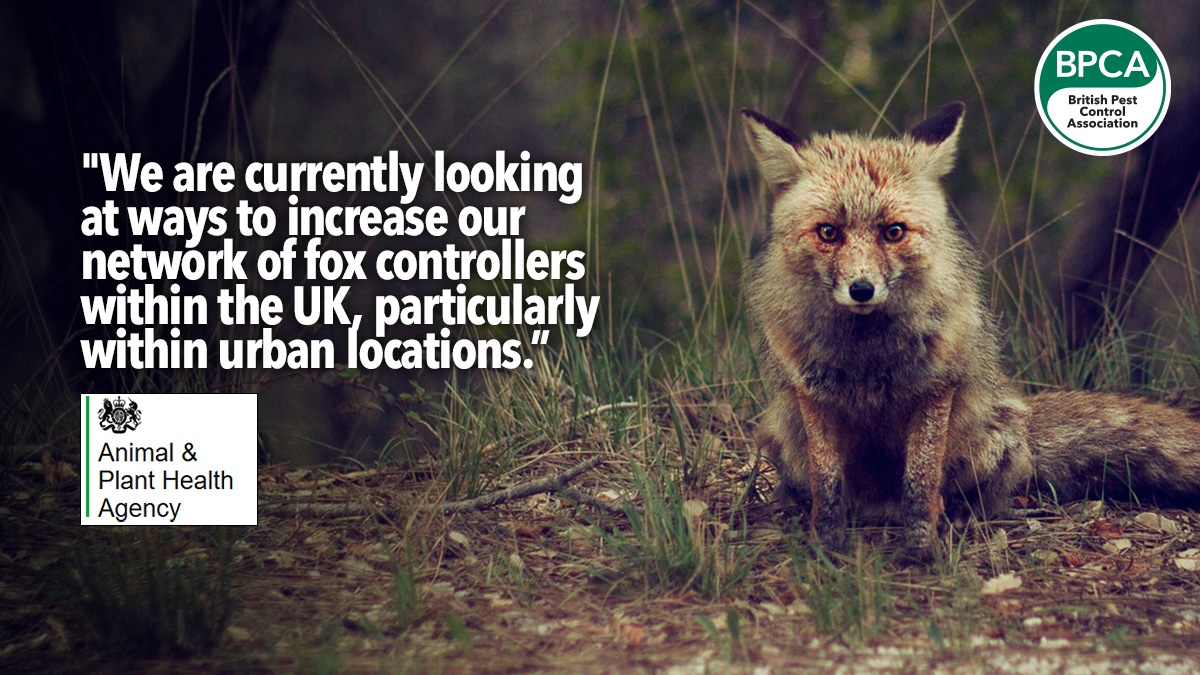 Fox Control APHA appeals to pest controllers for fox research support