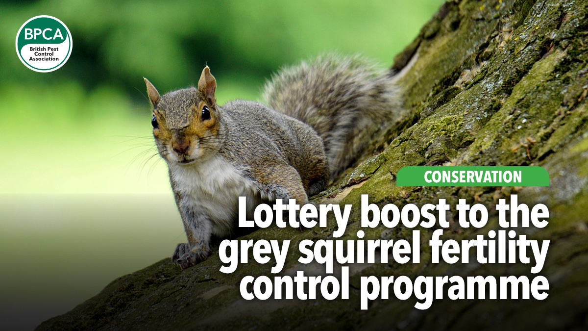 Squirrel Program Lottery boost to the grey squirrel fertility control programme