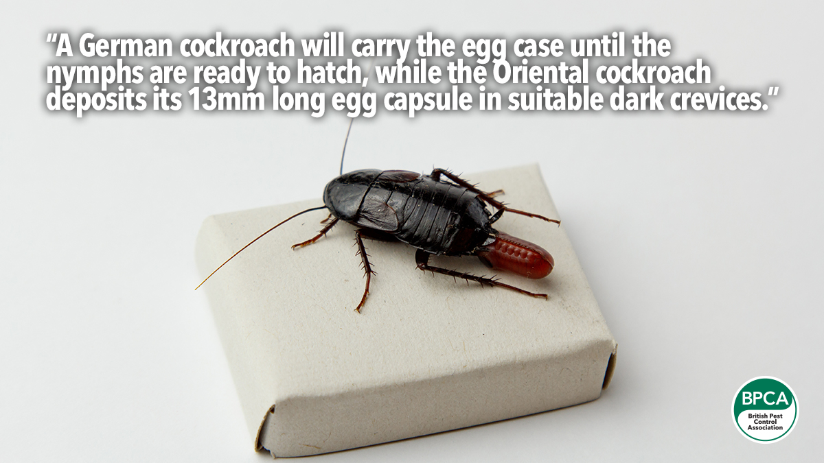 cockroaches-ootheca-egg