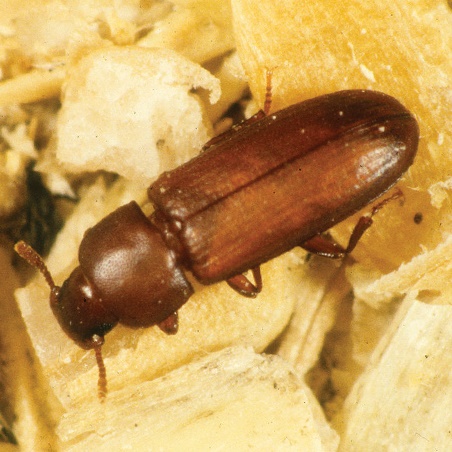 Flour beetle-1