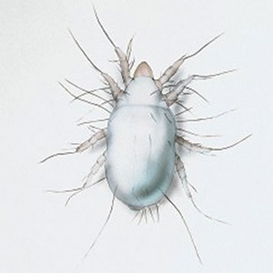 Flour mite-1