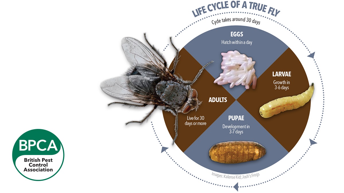 5739-BPCA-Life-cycle-true-fly-with-logo