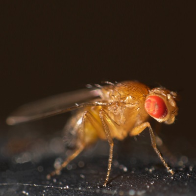 Fruit fly-1