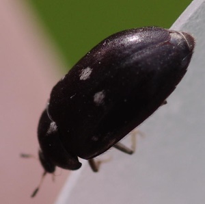 Fur beetle-1