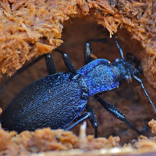 Ground beetle-1