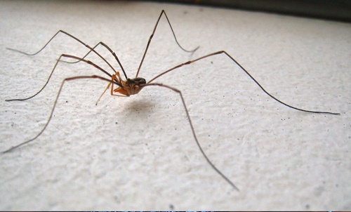 Harvestmans Spider-1