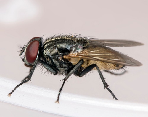 House fly