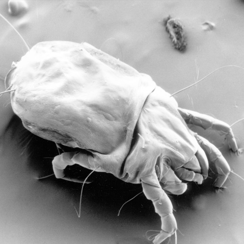 House dust mite-1