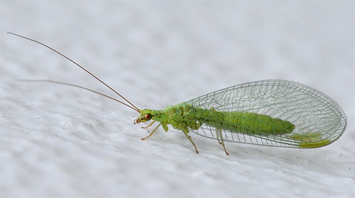 Lacewing-1