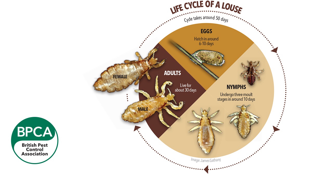 5739-BPCA-Life-cycle-louse-with-logo