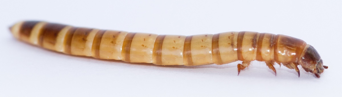 Mealworm-1