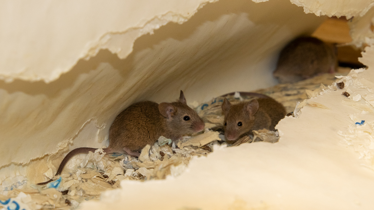 Mice live in nests that they build out of materials like cloth, wool and paper. Image: Rentokil