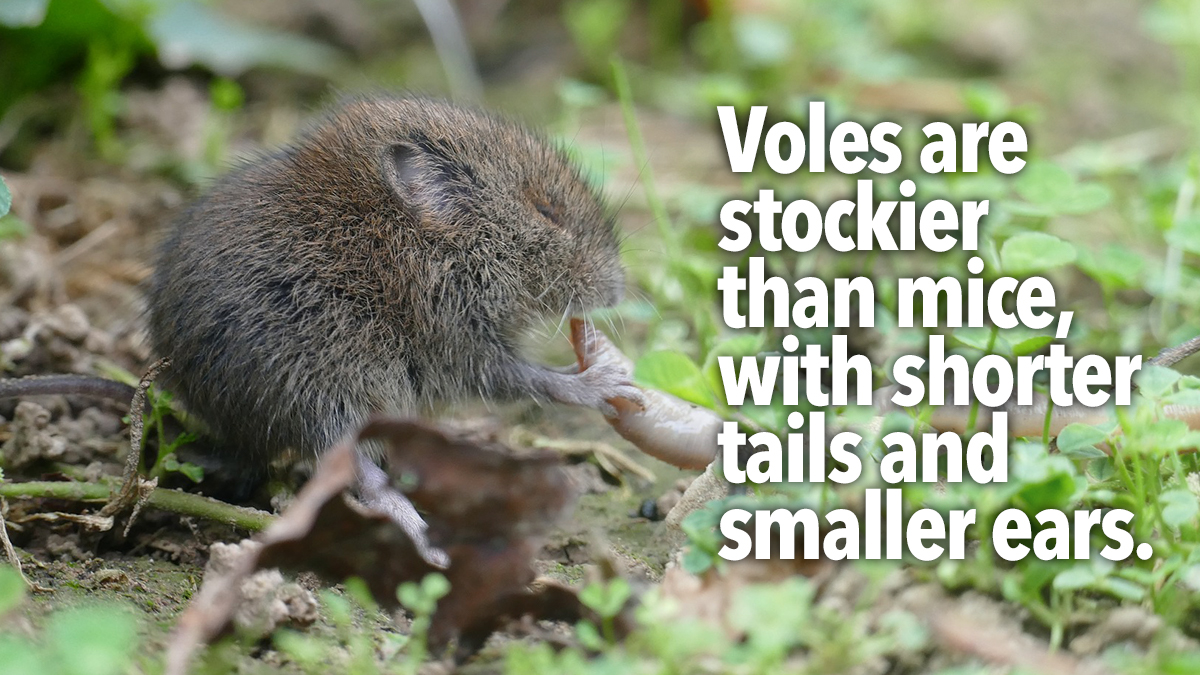 Vole Mouse Compare