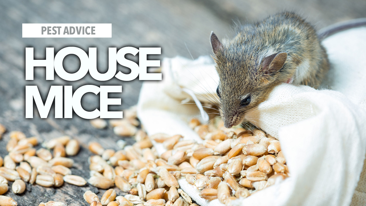 house mice az