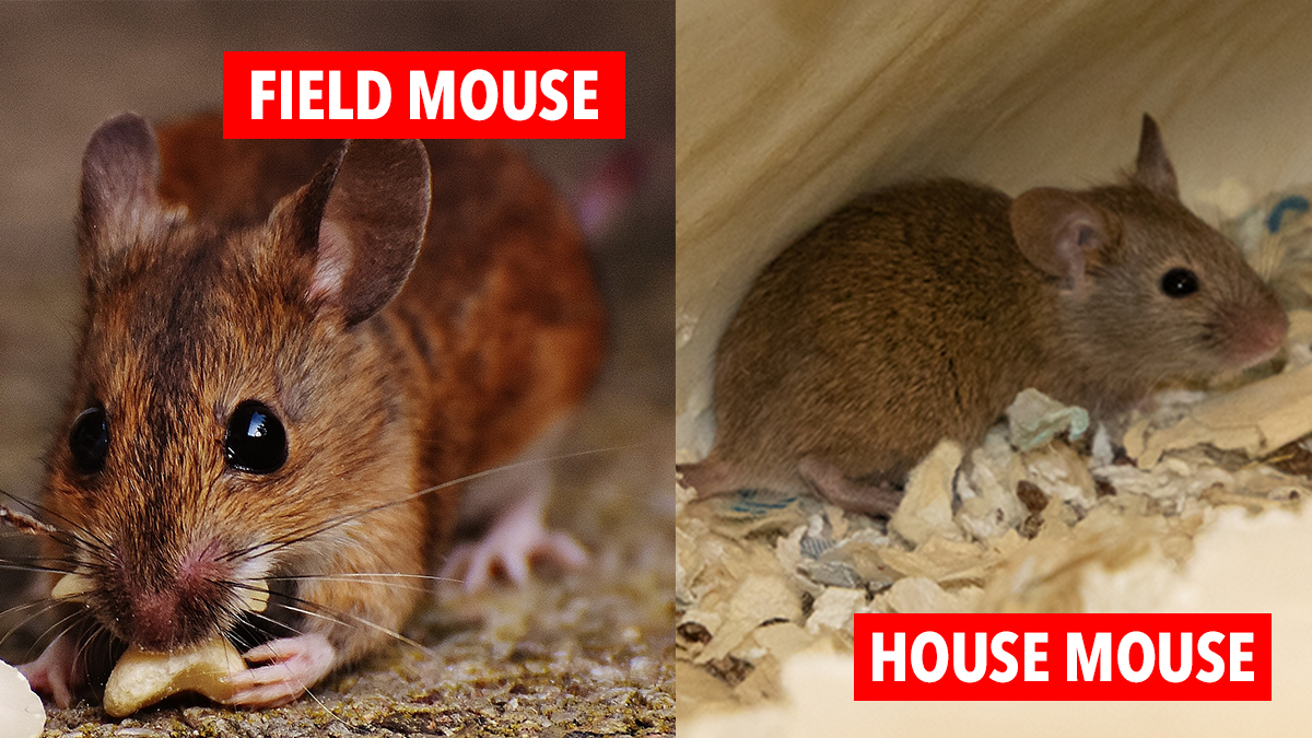 mouse comparison