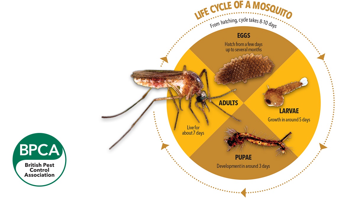 5739-BPCA-Life-cycle-mosquito-with-logo