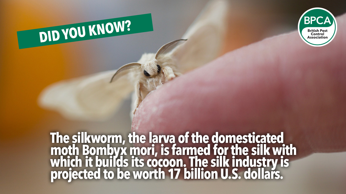 Silk-worm-moth-fact