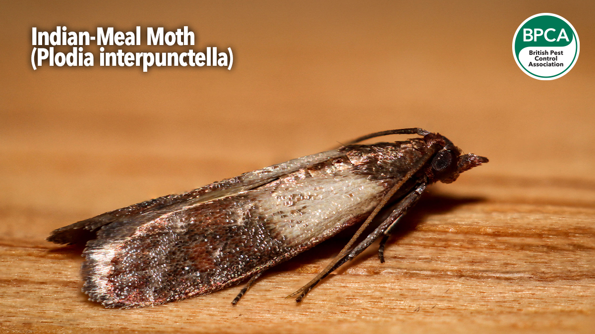 a-z-indian-meal-moth