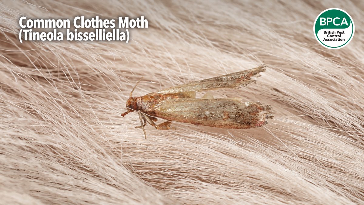 a-z-moth-common-clothes-moth