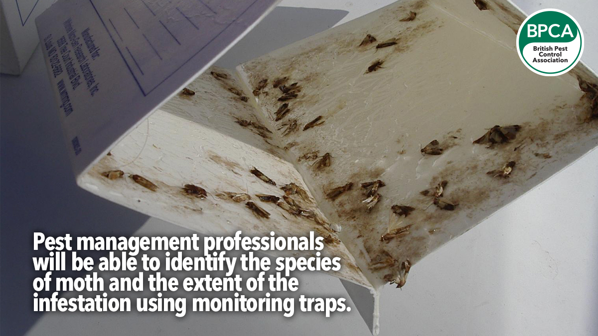 a-z-moths-professional-control