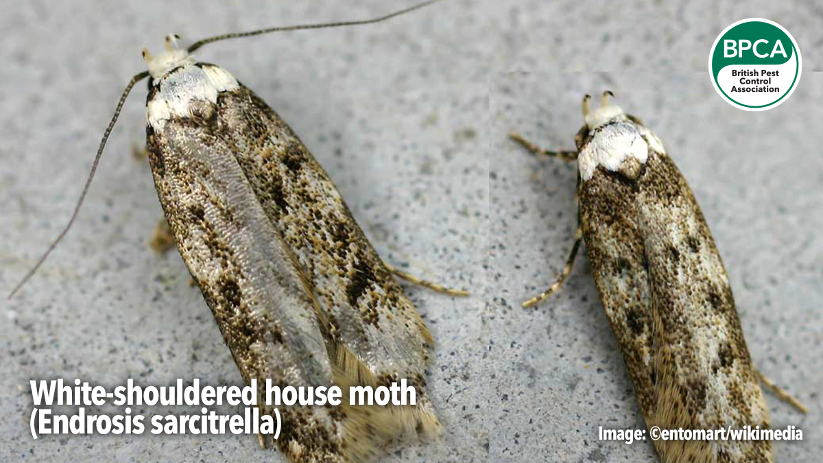 a-z-white-shouldered-house-moth