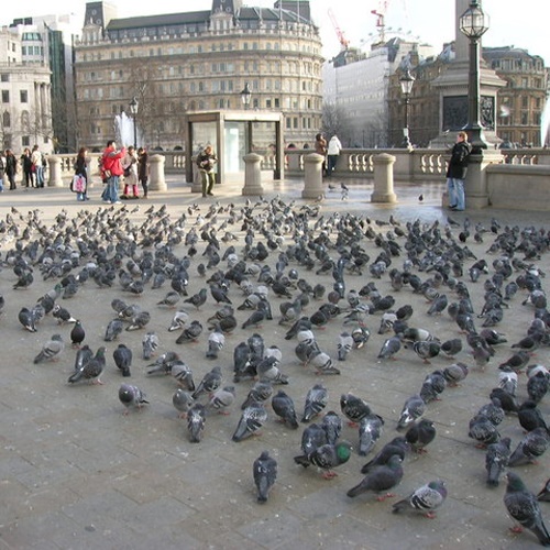 Pigeons-2