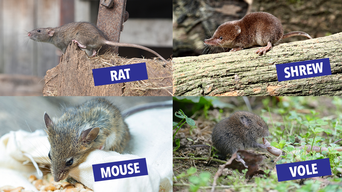 difference rat vole mouse shrew