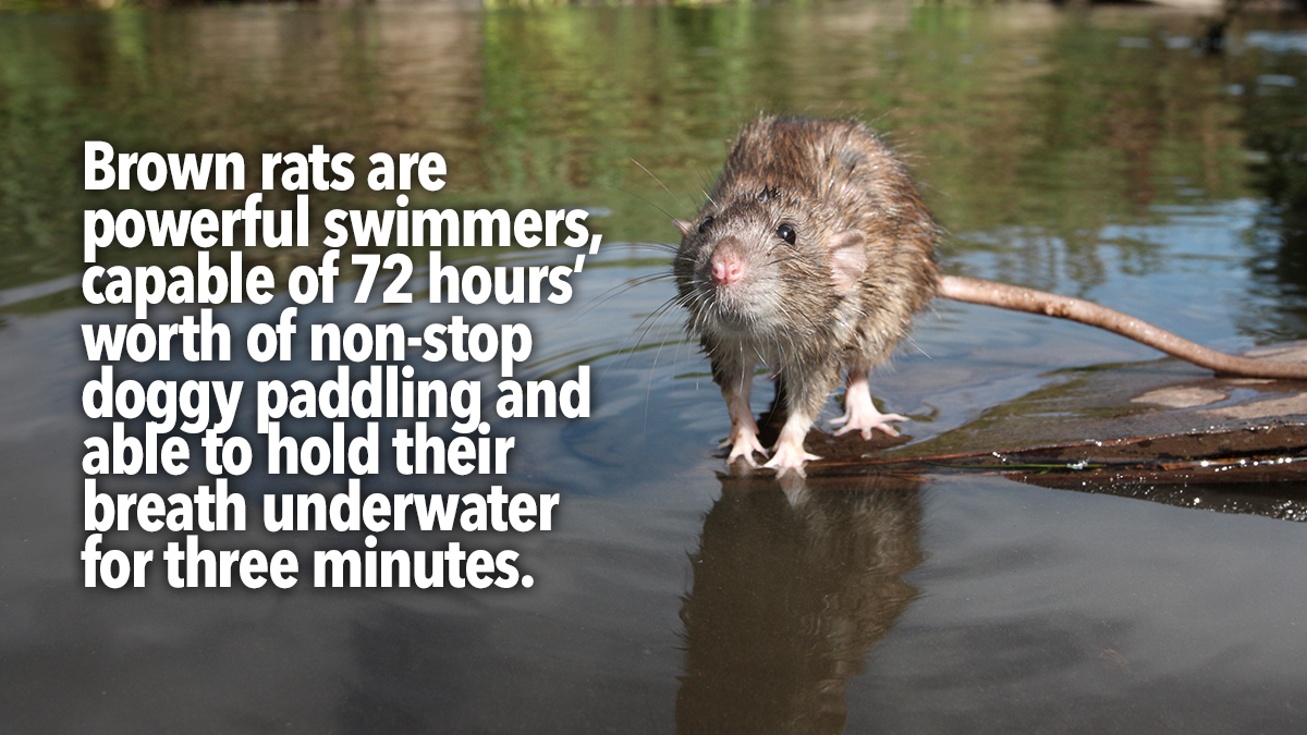 rats powerful swimmers