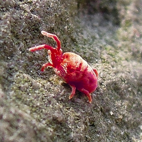 Red Spider Mite-1