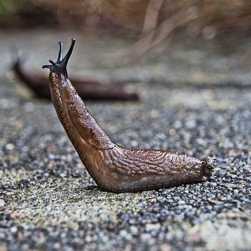 Slug-1