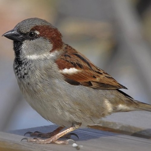 Sparrow-1