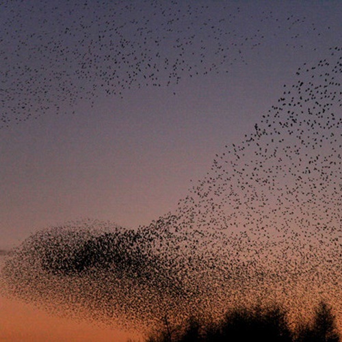 Starlings-1