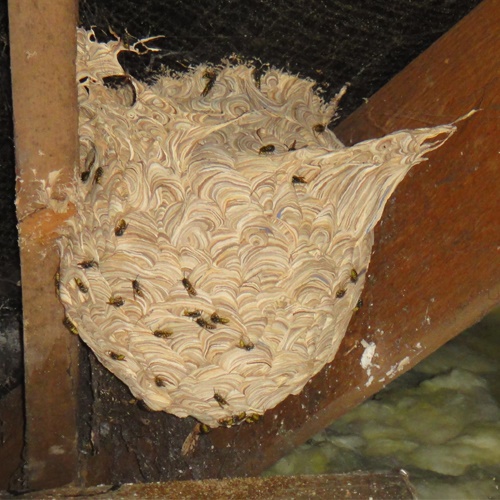 Wasp Nest in Loft